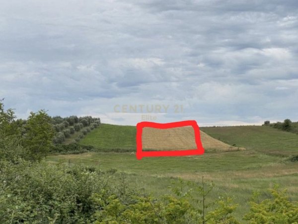 Elbasan, shitet truall , 35.152 m² 55.000 € (Belsh)