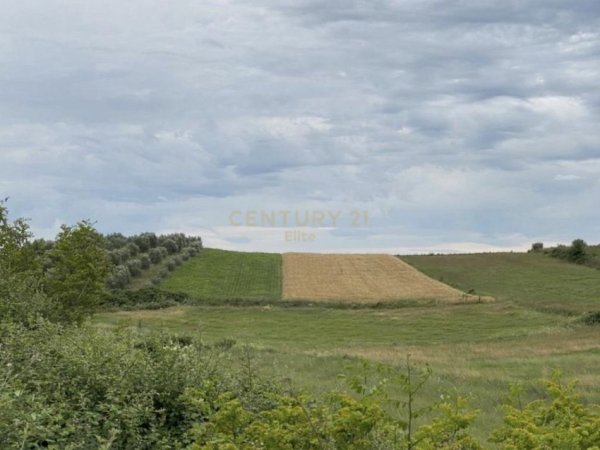 Elbasan, shitet truall , 35.152 m² 55.000 € (Belsh)