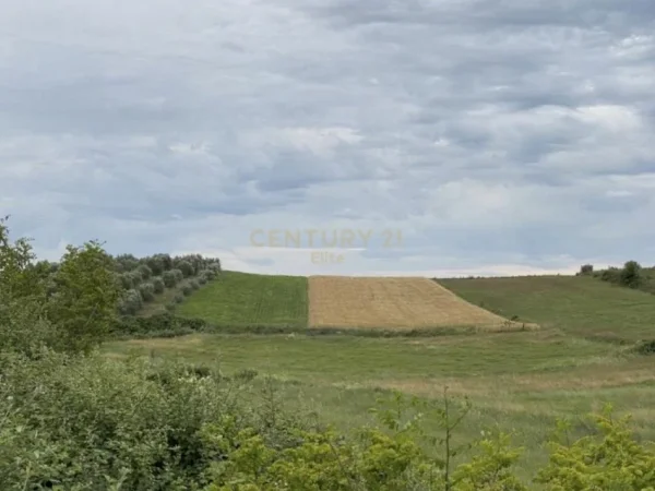 Elbasan, shitet truall , 35.152 m² 55.000 € (Belsh)