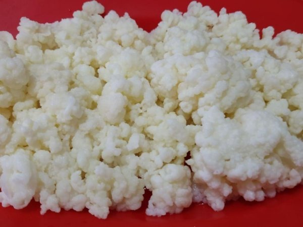 Tirane, ofroj KEFIR BIO ORGANIK