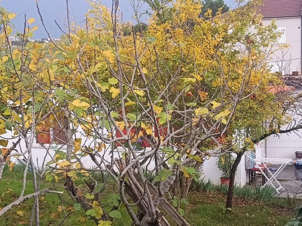 Tirane, shes shtepi 2+1 Kati 1, 372 m² 320.000 € (Ali Demi)