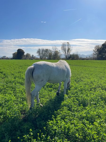 Durres, shes Pel 1.200 €