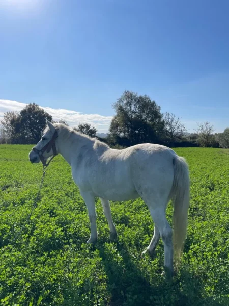 Durres, shes Pel 1.200 €