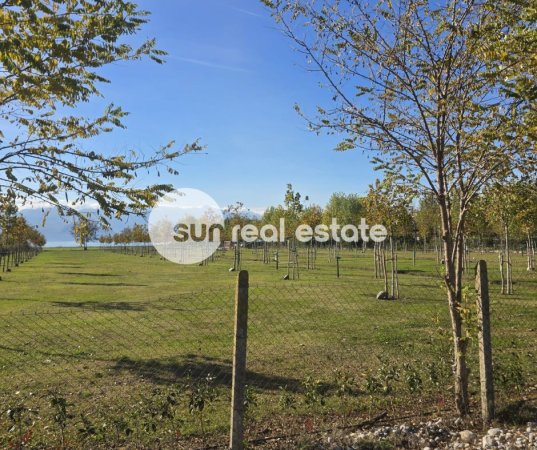 Shkoder, shitet toke , 6.500 m² 100.000 € (VRAKE)