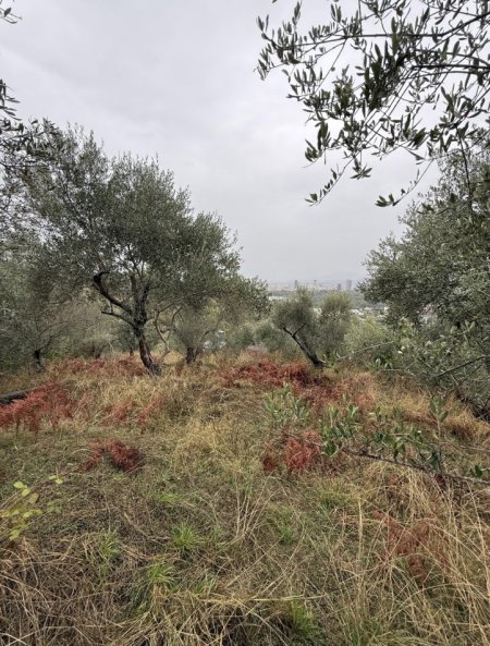 Tirane, shes toke , 500 m² (Xhebrahimi)