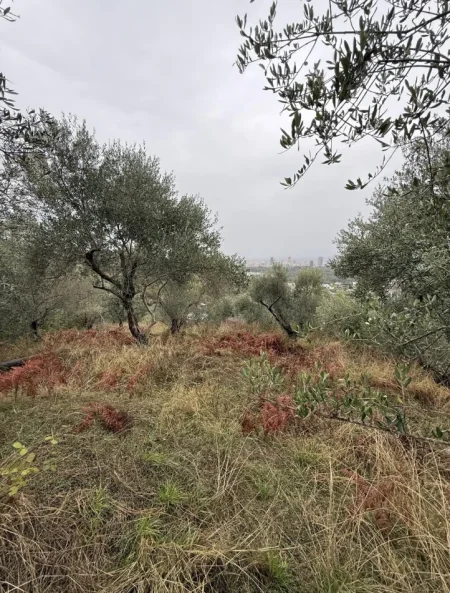 Tirane, shes toke , 500 m² (Xhebrahimi)