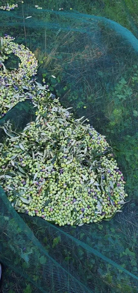 Berat, oferte Vaj ulliri korroneik i fresket