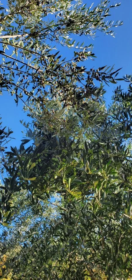 Berat, oferte Vaj ulliri korroneik i fresket