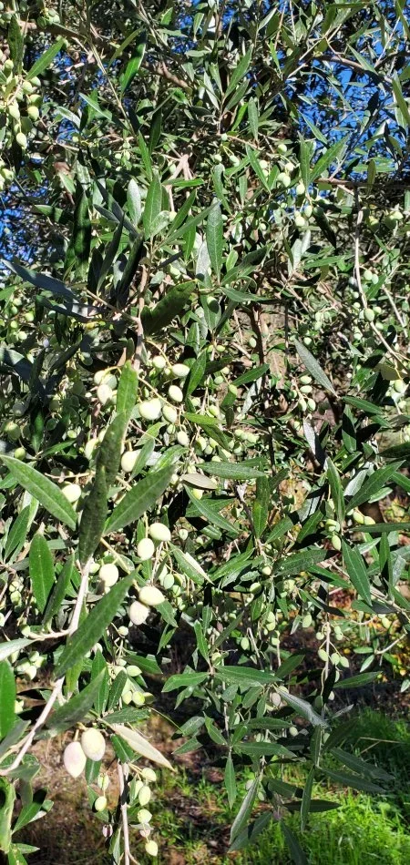 Berat, oferte Vaj ulliri korroneik i fresket