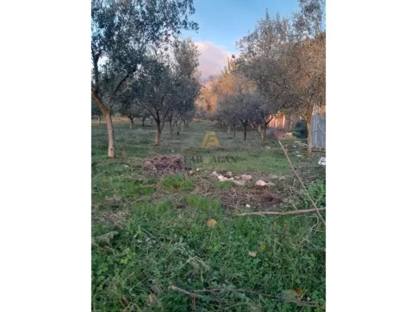 Tirane, shitet toke , 3.000 m² 260.000 € (Gurre e Madhe)