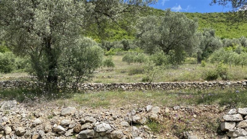 shitet-super-toke-ne-petrele (1).jpeg