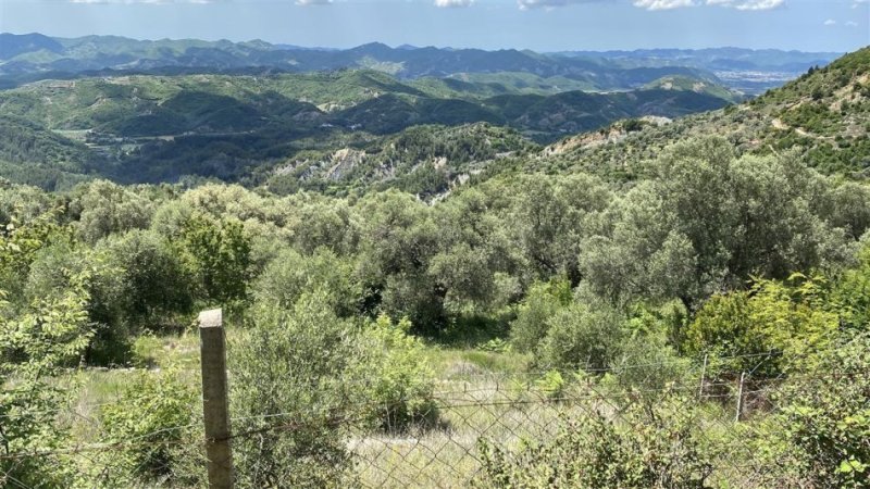 shitet-super-toke-ne-petrele (2).jpeg