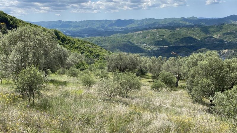 shitet-super-toke-ne-petrele (6).jpeg