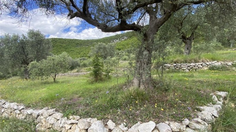 shitet-super-toke-ne-petrele (8).jpeg