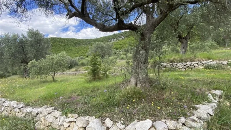 Tirane Petrele, shitet toke bujqesore , 4.000 m² 300.000 €