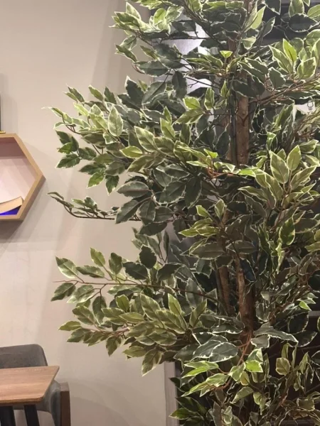 Tirane, shitet ambjent biznesi Kati 0, 270 m² 35.000 € (Komuna e Parisit)