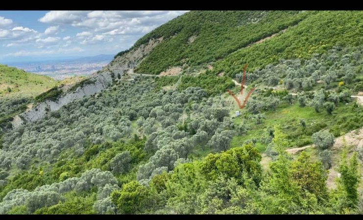 Tirane Petrele, shitet toke bujqesore , 4.000 m² 300.000 €