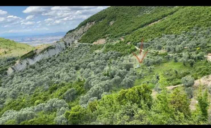 Tirane Petrele, shitet toke bujqesore , 4.000 m² 300.000 €