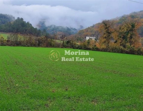 morina real estate copyright.jpeg