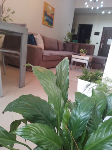 Tirane, jepet me qera 1+1+Aneks+Ballkon Kati 3, 60.000 € (Ibrahim kodra)