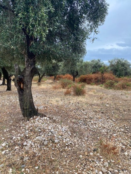 Borsh, shes toke , 1.000 m² 148.000 € (ne Borsh Sarande.)