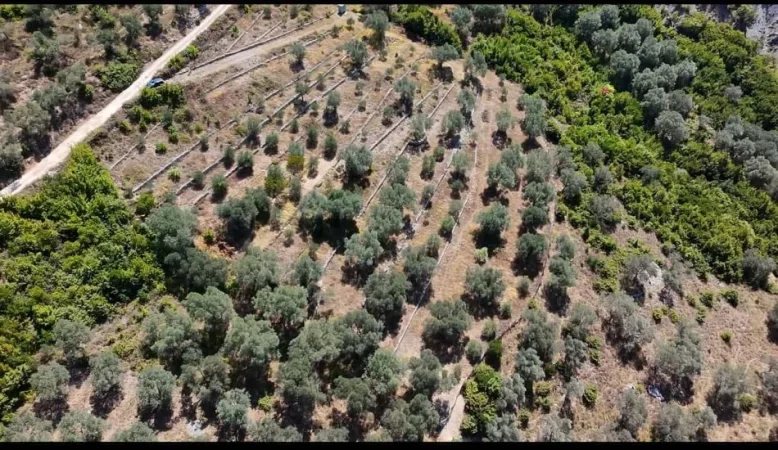 Tirane Petrele, shitet toke bujqesore , 4.000 m² 300.000 €