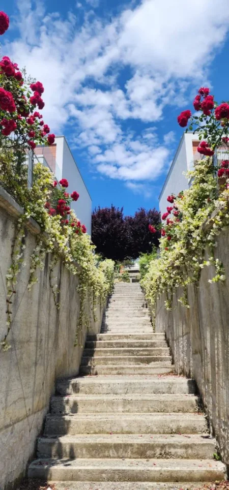 Tirane, shes Vile 222 m² 440.000 Euro (OLIVE REZIDENCE)