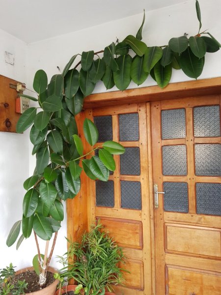 Shes Lule shqiponja, fikus& lule te tjera