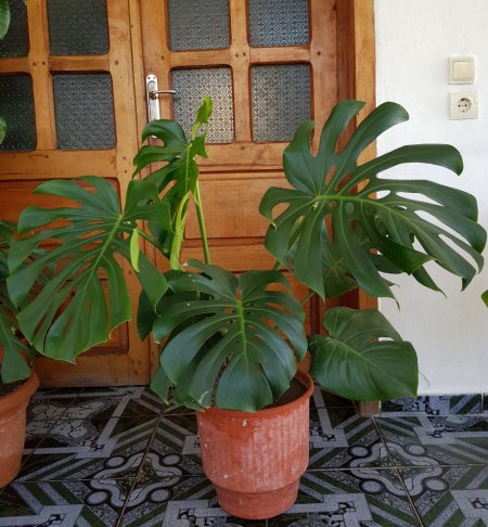 Shes Lule shqiponja, fikus& lule te tjera