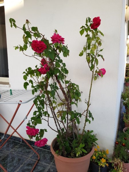 Shes Lule shqiponja, fikus& lule te tjera