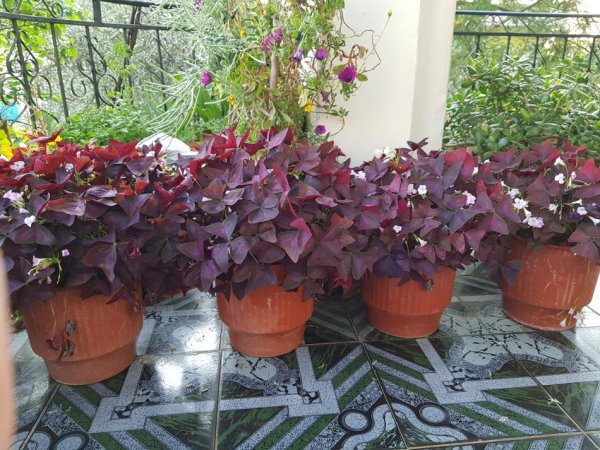 Shes Lule shqiponja, fikus& lule te tjera