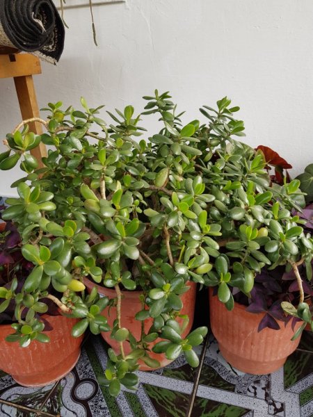 Shes Lule shqiponja, fikus& lule te tjera