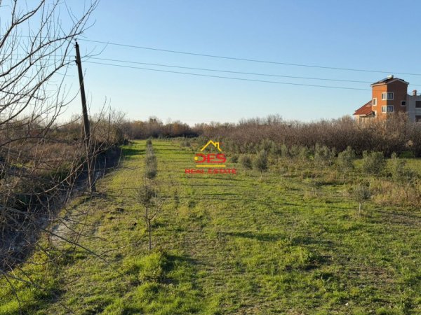 Vlore, shitet toke , 6.000 m² 50.000 € (Novoselë)