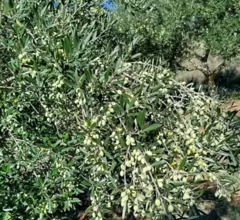 Kavaje, shes toke ne bregdet , 1.840 m² 100.000 € (Golem Kavaje)