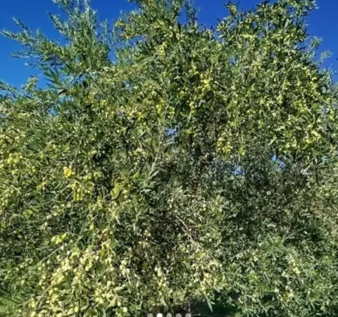 Kavaje, shes toke ne bregdet , 1.840 m² 100.000 € (Golem Kavaje)