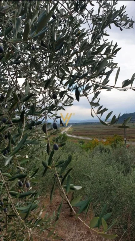 Tirane, shitet toke , 2.500 m² 75.000 € (RROGOZHINE)