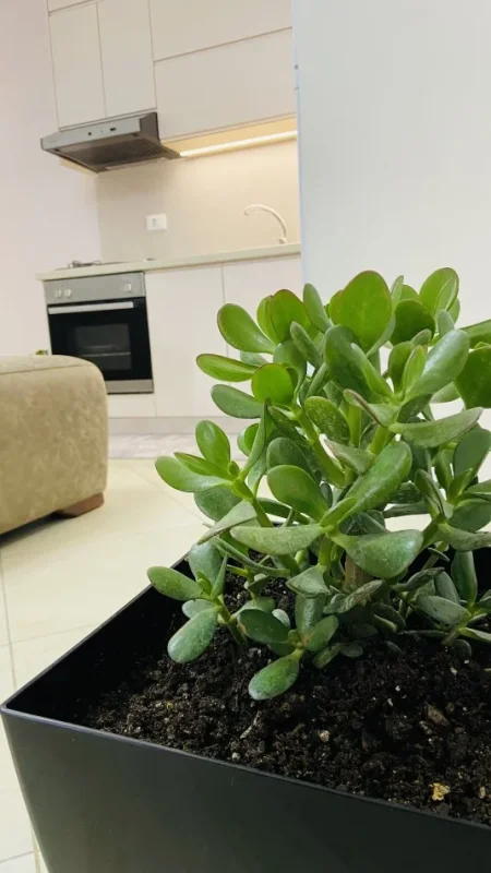 Tirane, jepet me qera apartament 1+1+Ballkon Kati 3, 80 m² 35 € (Ndre Mjeda)