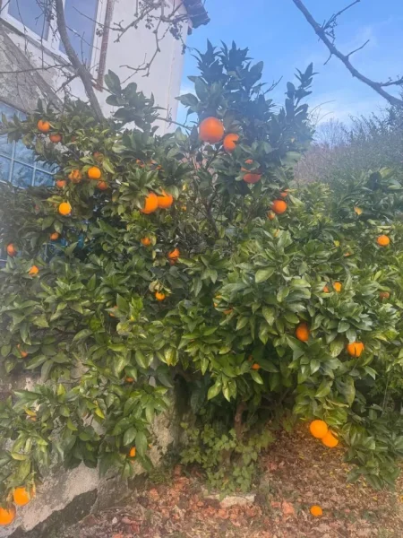 🏡 Shitet shtëpi private 2-katëshe, e mobiluar – Xibrakë, Elbasan 📍 Vetëm 18 minuta nga qendra e Elbasanit