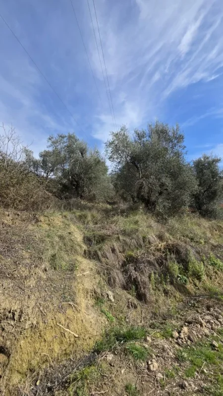 Lushnje, shitet toke , 550 m² 