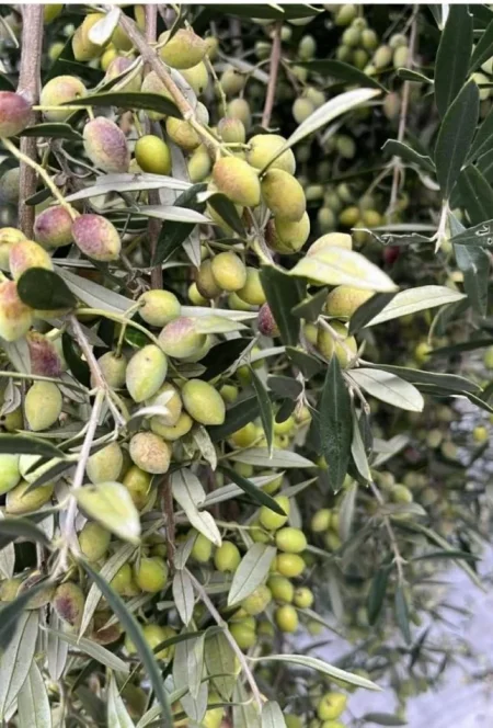 Golem, shes truall ne bregdet , 1.840 m² 100.000 € 