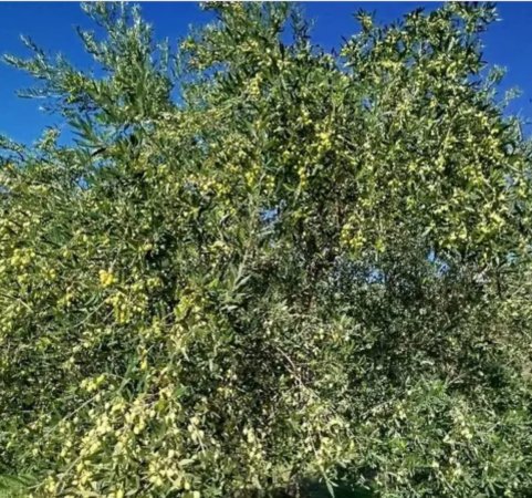 Golem, shes truall ne bregdet , 1.840 m² 100.000 € 