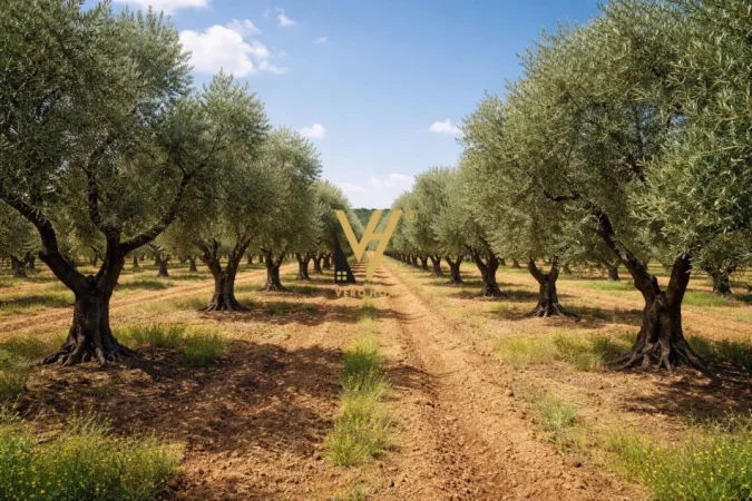 Tirane, shitet toke , 750 m² 45.500 € (FIER)