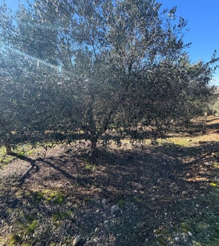Kavaje, shitet toke bujqesore , 7.680 m² 110.000 € (Harizaj,Kavaje)