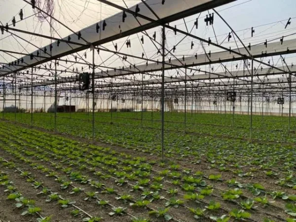 Fushe Preze, jepet me qera/shitet sere izraelite + toke 7000 m2 (Fushe preze ahmetaq) Fushe Preze, greenhouse for rent/sale + land 7000 m2 (Preze Ahmetaq field)