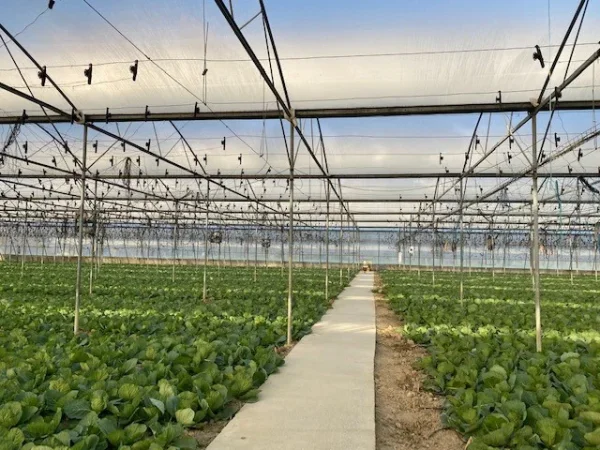 Fushe Preze, jepet me qera/shitet sere izraelite + toke 7000 m2 (Fushe preze ahmetaq) Fushe Preze, greenhouse for rent/sale + land 7000 m2 (Preze Ahmetaq field)