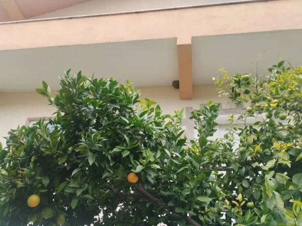 Tirane, shitet nga Pronari, pa-komision Vile 4+1 Kati 2, 176 m² 235.000 € (Tanush Shyti)