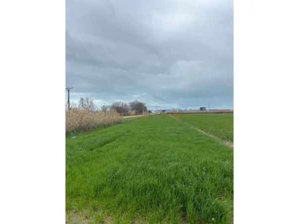 Durres, shitet toke , 1.780 m² 62.300 € (Durres)