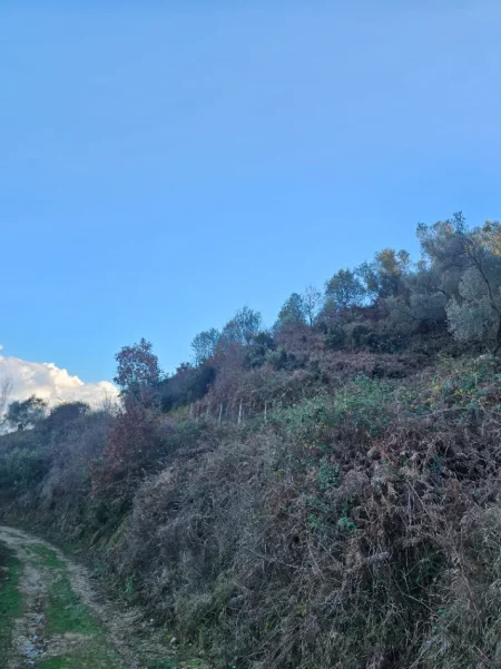 Tirane, shitet , 146.908 m² 