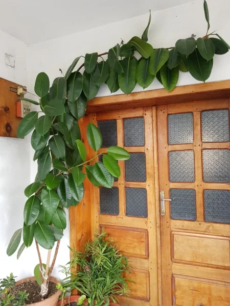 Tirane, shes Lule 35 €