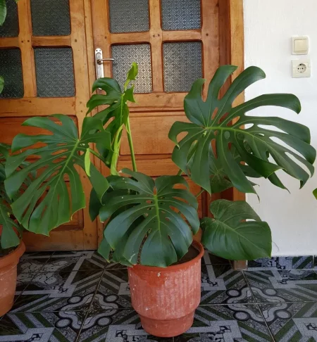 Tirane, shes Lule 35 €